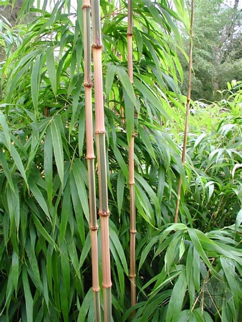 竹子種類